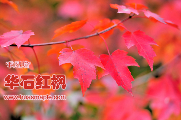 華石美國(guó)紅楓秋烈焰