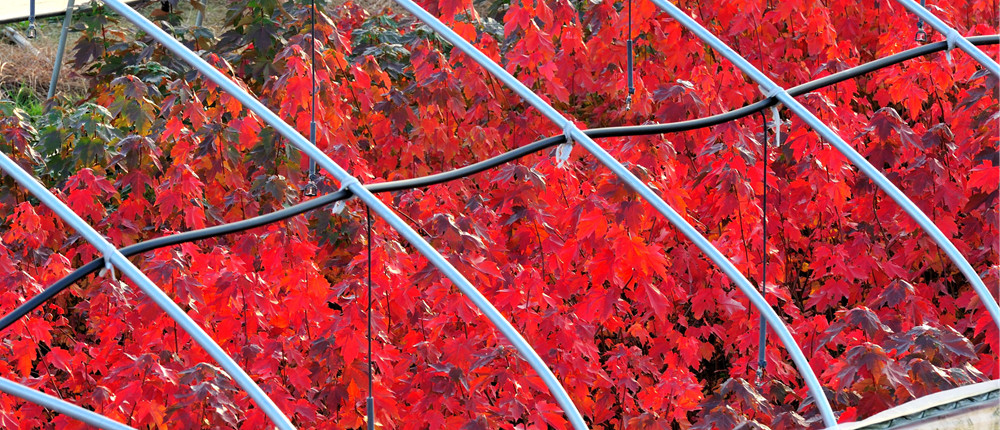 華石美國(guó)紅楓